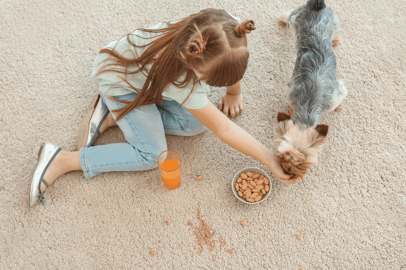 Carpet cleaning in Evans, GA