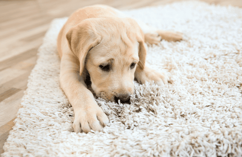 Carpet cleaning in Hephzibah, GA
