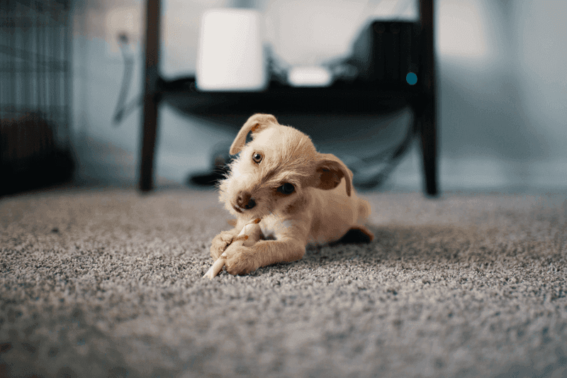 Carpet cleaning in Martinez, GA