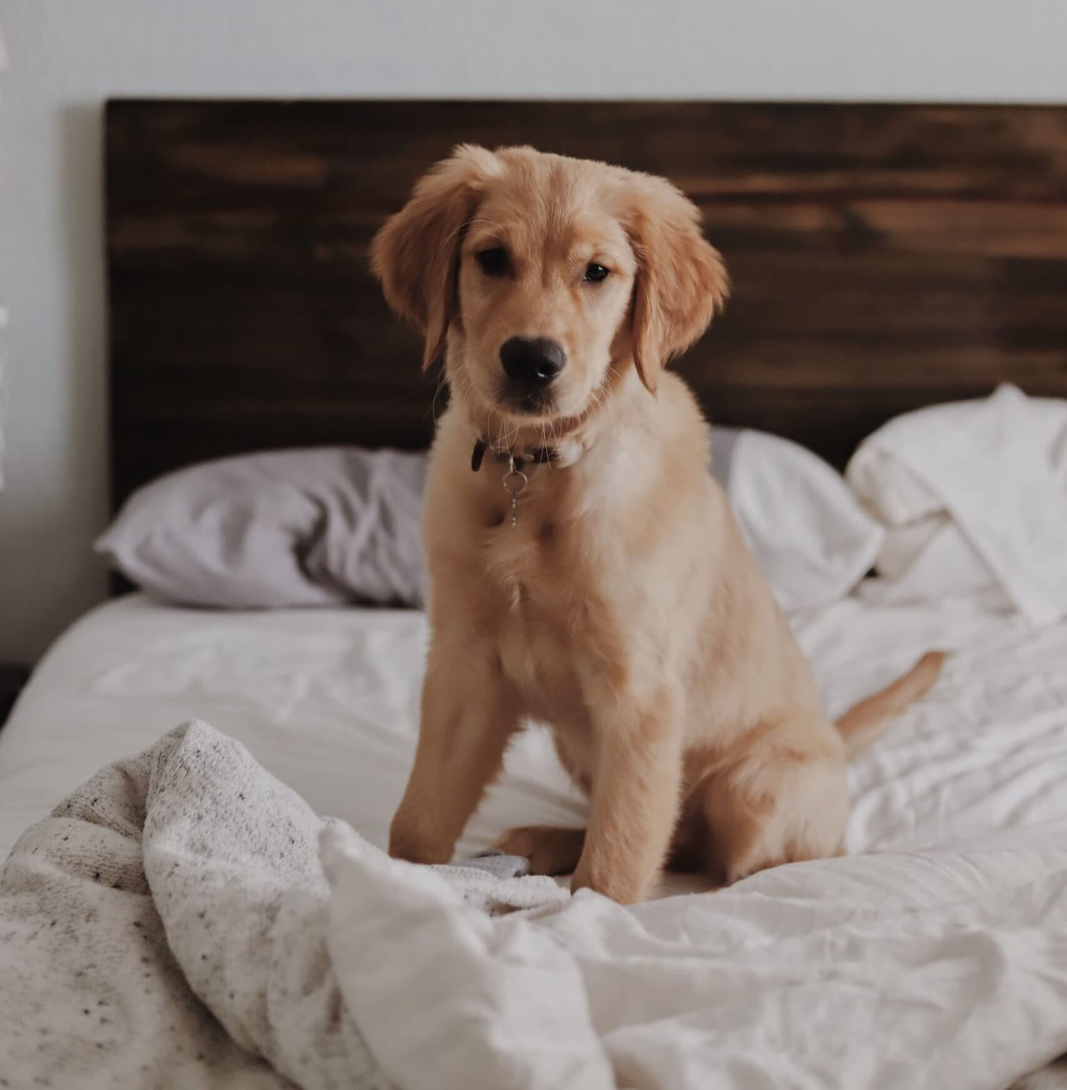 Pet Stain Removal Tips for Augusta-Area Pet Owners