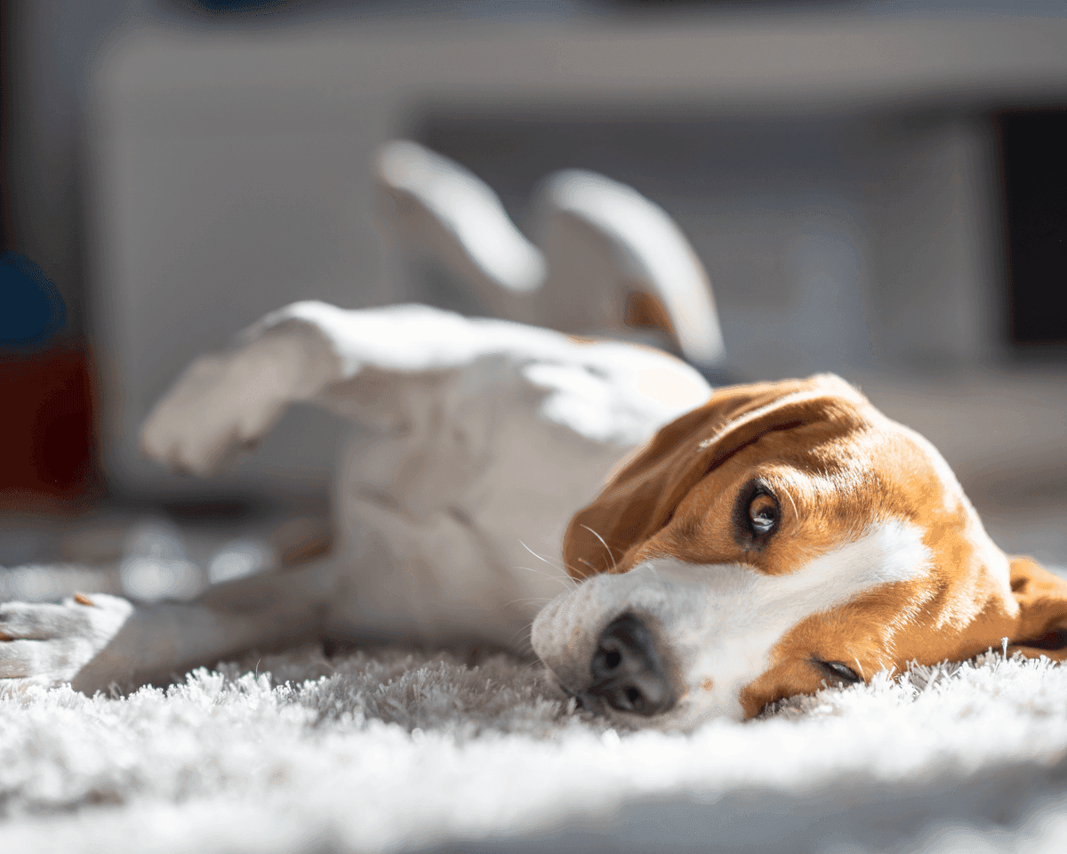 Pet Odor & Stain Removal in Grovetown GA